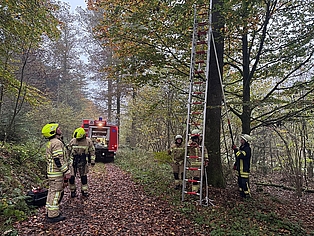 Feuerwehrleute und Feuerwehrauto im Wald mit aufgestellter Schiebleiter, welche an einen Baum angelehnt wird